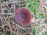 Lactarius rufus image