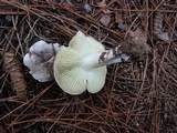 Tricholoma portentosum image