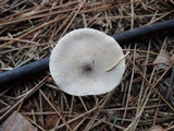 Tricholoma argyraceum image