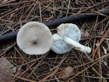 Tricholoma argyraceum image