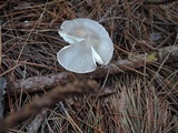 Leucoagaricus cinerascens image