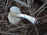 Leucoagaricus cinerascens image