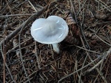 Leucoagaricus cinerascens image