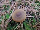 Cortinarius cinnamomeus image