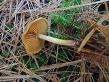 Cortinarius cinnamomeus image