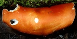 Leucopaxillus gracillimus image