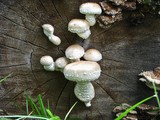 Hemipholiota populnea image