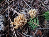 Ramaria flaccida image