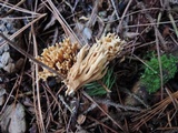 Ramaria flaccida image