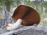 Hemipholiota populnea image