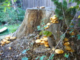 Gymnopilus ventricosus image