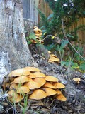 Gymnopilus ventricosus image