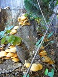 Gymnopilus ventricosus image