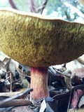 Xerocomellus mendocinensis image