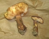 Tylopilus badiceps image