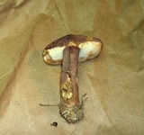 Tylopilus badiceps image