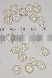 Entoloma sericeum image