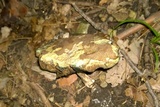 Tylopilus sordidus image