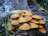 Gymnopilus ventricosus image