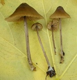Entoloma propinquum image
