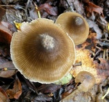Entoloma propinquum image