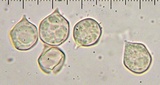 Entoloma propinquum image