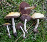 Stropharia coronilla image