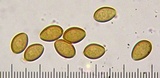 Stropharia coronilla image