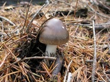 Amanita pachycolea image