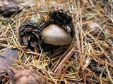 Amanita pachycolea image