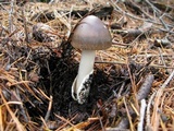 Amanita pachycolea image