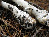 Amanita pachycolea image
