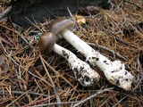 Amanita pachycolea image