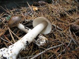 Amanita pachycolea image
