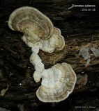 Trametes lactinea image