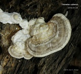 Trametes lactinea image