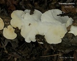 Trametes lactinea image