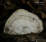 Trametes lactinea image