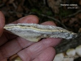 Trametes lactinea image