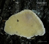 Trametes lactinea image