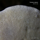 Trametes lactinea image