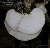 Trametes lactinea image