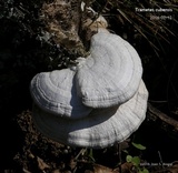 Trametes lactinea image