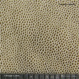 Trametes lactinea image