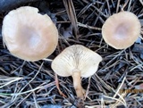 Clitocybe vibecina image