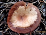 Clitocybe vibecina image