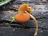 Pholiota granulosa image
