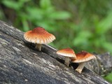 Heliocybe sulcata image