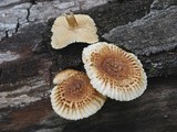 Heliocybe sulcata image