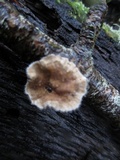 Stereum ochraceoflavum image